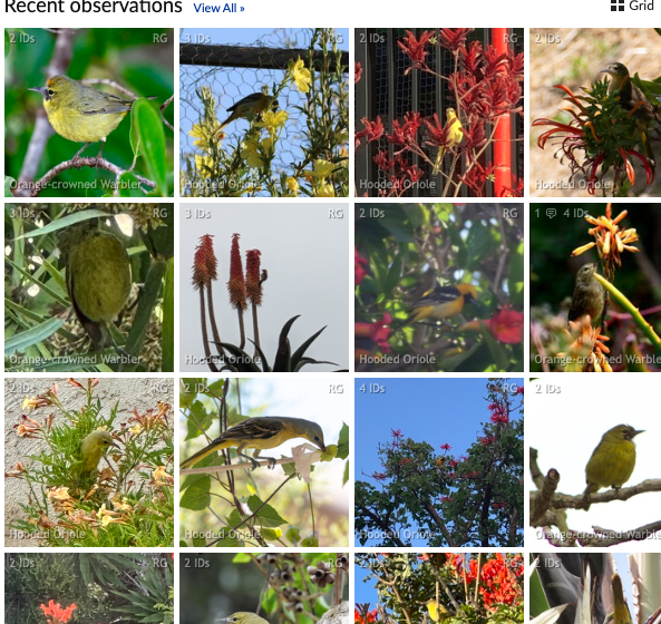 Images of birds flower foraging from iNaturalist