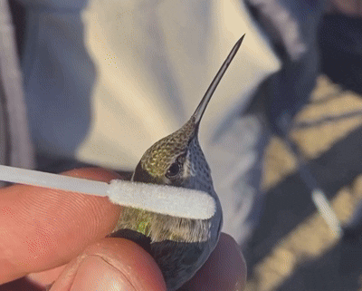 Banders at Bear Divide Banding Station swab birds for pollen. Gif courtesy of Bear Divide Banding Station